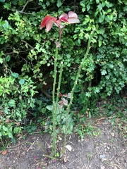 Help me plan my garden - I haven't a clue what I'm doing