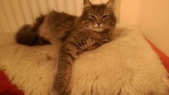 Hypoallergenic cat?