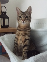 Pet Sitters / Dog Walkers / Animal Boarders WANTED - Streatham pet care company