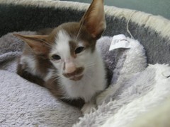I *might* have arranged to view some kittens on Sunday