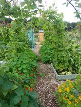 Help a novice grower - tomato plants not watered for 5 days - any hope of rescuing them?