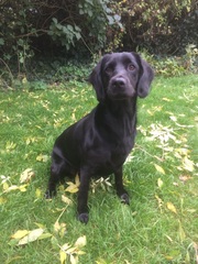 Looking for family dog