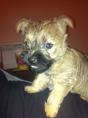 Can anyone recommend a breed?