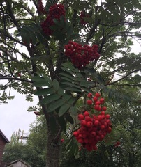 Can anyone help indentify this tree?