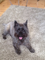 Can anyone recommend a breed?