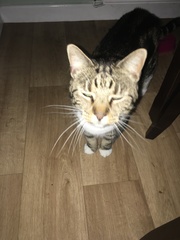 A game of CatSpot anyone?