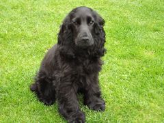 Should I have my dog DNA tested