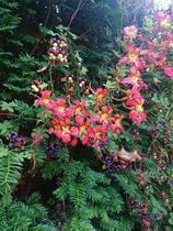 Can anyone identify this climber?