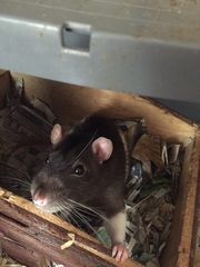 To think about getting a pet rat for DD (10)