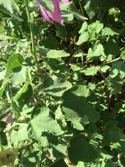 Anyone know what this is?