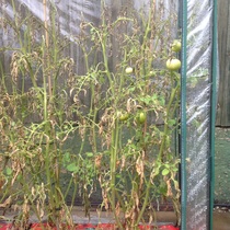 Help a novice grower - tomato plants not watered for 5 days - any hope of rescuing them?