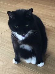 Catish things your cat does that only cats can do