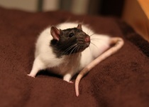 Two new members to the Catan mischief