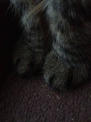 Toe floofs