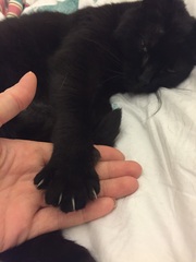 Toe floofs