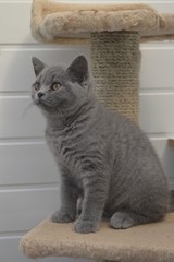 I *might* have arranged to view some kittens on Sunday