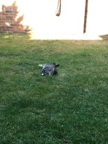 How does your cat keep itself cool in this heat?