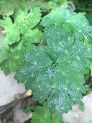 Weed ID