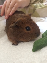 New Guinea Pigs - couple of questions