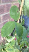 Plant ID - what can it be?