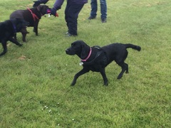 Looking for family dog