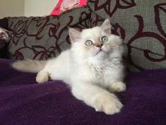 I *might* have arranged to view some kittens on Sunday