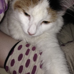 Beginning to really hate my cat