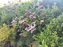 There is no colour in my garden whatsoever - fed up!