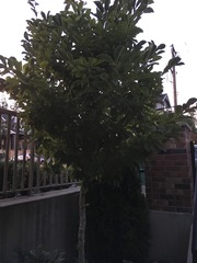 Tree ID please