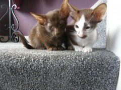I *might* have arranged to view some kittens on Sunday