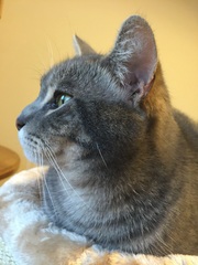 Feline Eosinophilic Syndrome. Any experience?