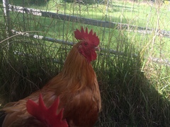 What to do with rooster with missing lower beak