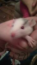 To think about getting a pet rat for DD (10)