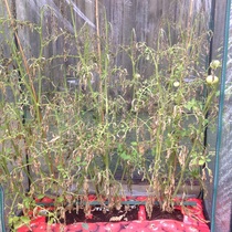Help a novice grower - tomato plants not watered for 5 days - any hope of rescuing them?
