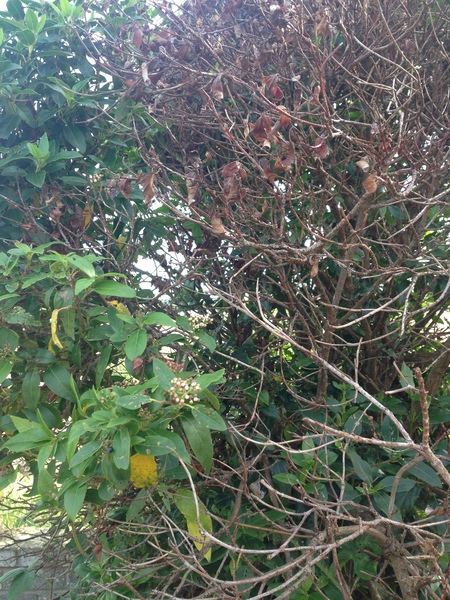 What has happened to my bushes?