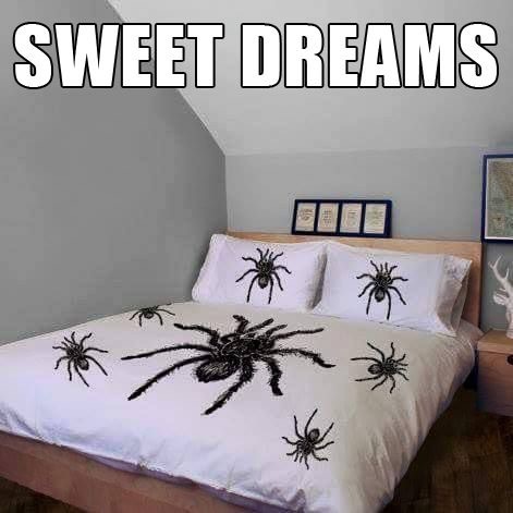 to feel bad about spiders