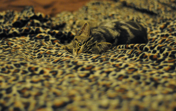 to secretly get rid of our kitten and tell the DC that it ran away?