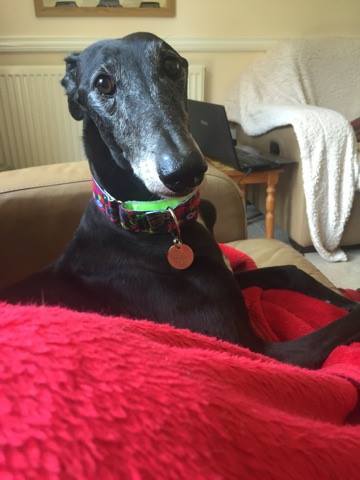 To ask you to share your slightly less than beautiful but much-loved pet pics