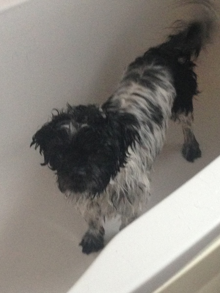 To ask you to share your slightly less than beautiful but much-loved pet pics