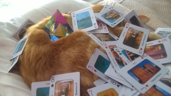 Balancing objects on cats.