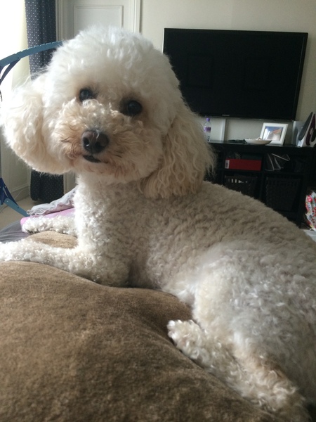 Odd poodle question...