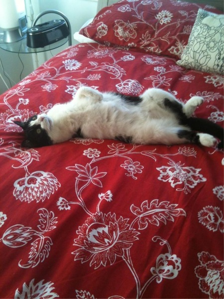 To ask you to share your slightly less than beautiful but much-loved pet pics