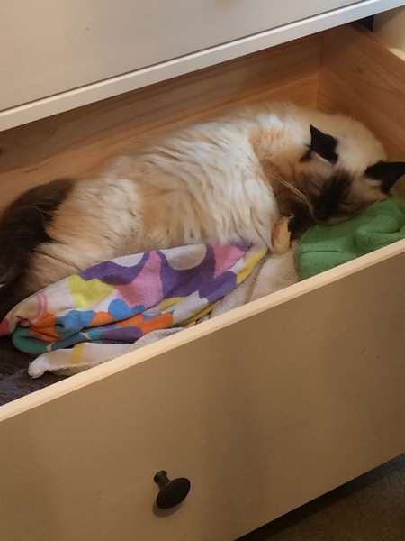 Ye gods, my cats gone and got herself knocked up