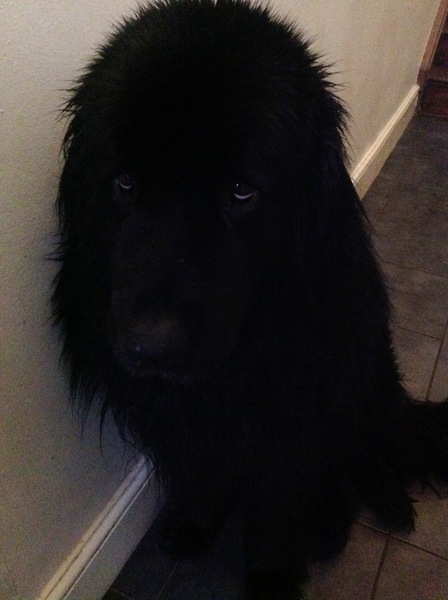 To ask you to share your slightly less than beautiful but much-loved pet pics