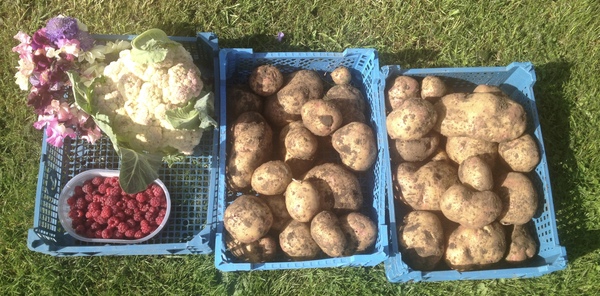 Allotment/Veg Patch Thread 6 -  Weed 'em and Reap!