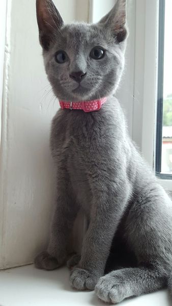 Kitten won't stop crying... Screaming really