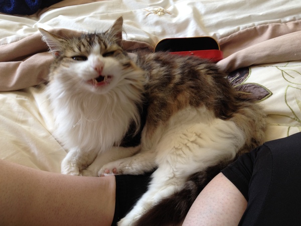 To ask you to share your slightly less than beautiful but much-loved pet pics