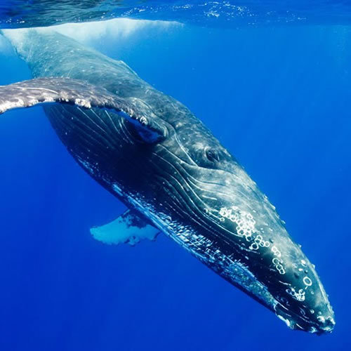 Brave Babes Battle Bus - Holding our heads up like thistles