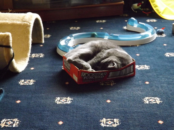 Help please poorly kitten