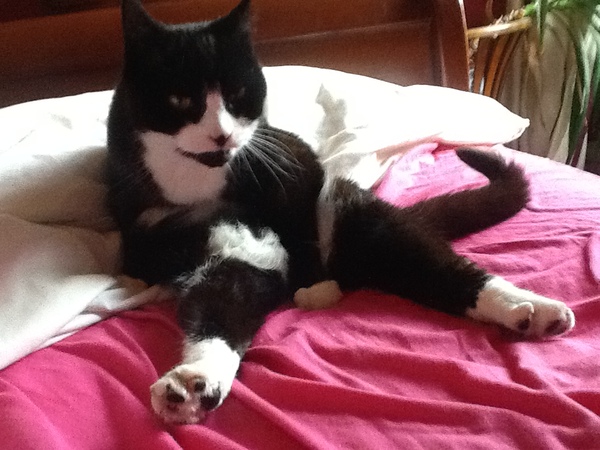 To ask you to share your slightly less than beautiful but much-loved pet pics